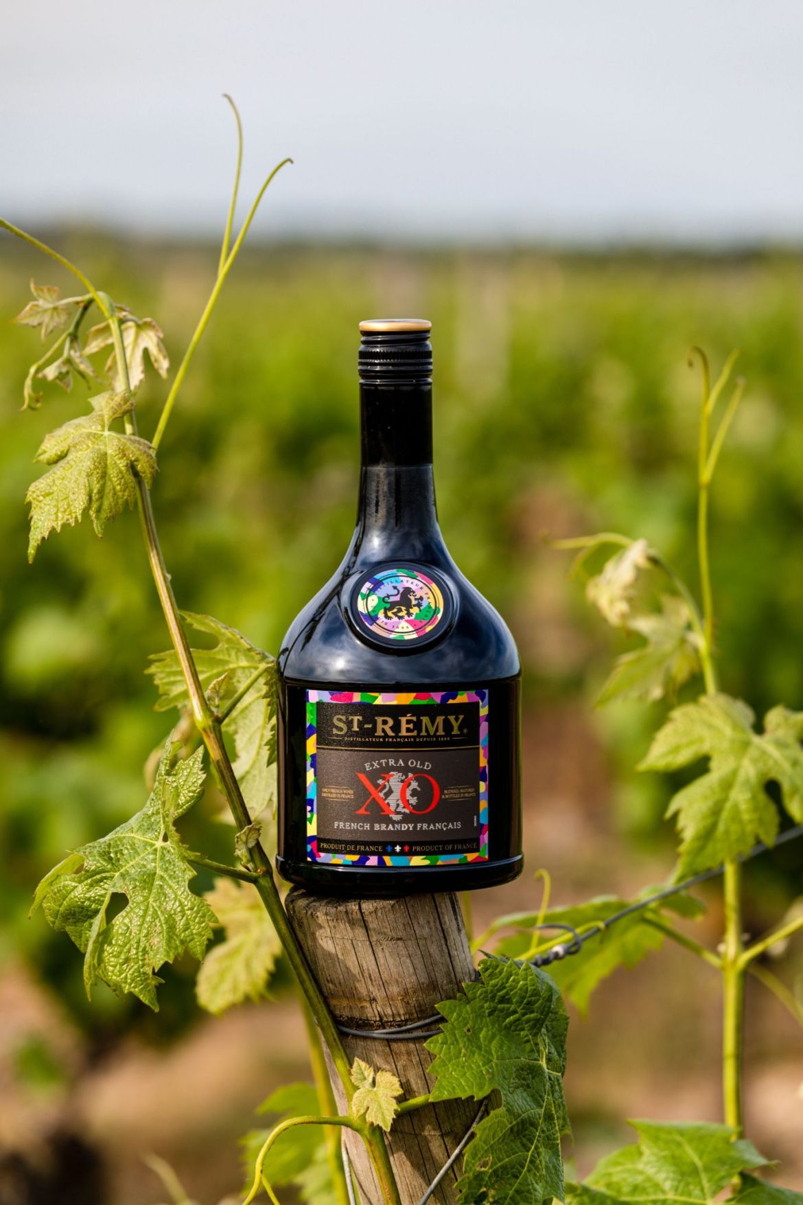 St-Rémy Unveils a Limited-Edition Bottle designed by French Artist Lucas Beaufort
